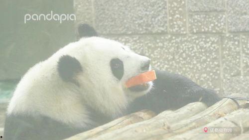 娱乐吃瓜熊猫